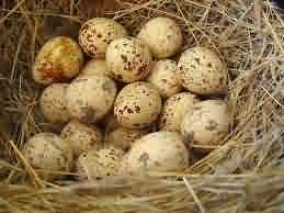 Eggs of Quail