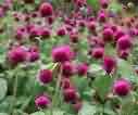 Globe Amaranth