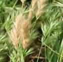 Bromus