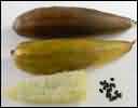 Luffa sponge gourd