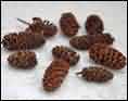 Pine cones and casuarina pods