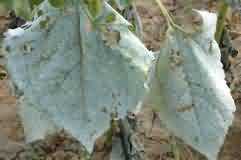 sunflower: White powdery growth is on the leaves