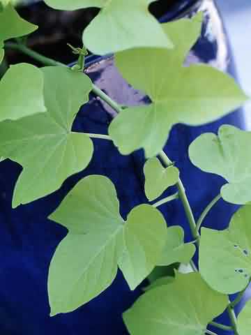 Sweet potato vines