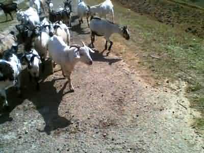 Goat rearing a profitable business
