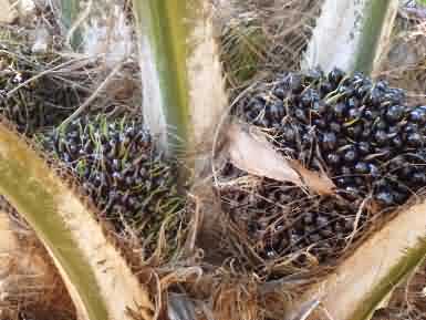 Palm crown with fresh fruit bunches