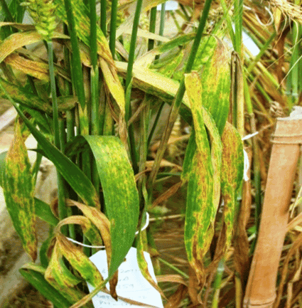 leaves showing symptoms of spot blotch infection