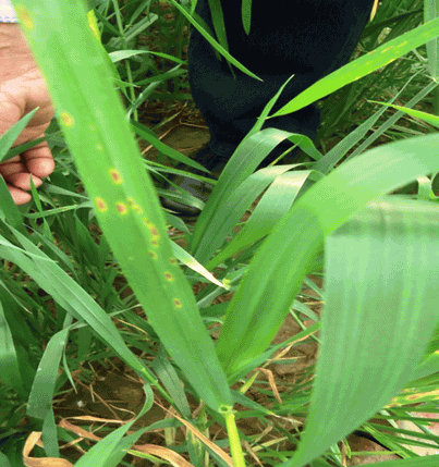  spot blotch disease after 10 days of inoculations in Polyhouse