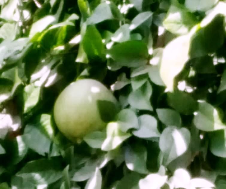 Cultivation of Wood Apple (aegle marmelos)