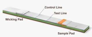 GMO detection by  strip test