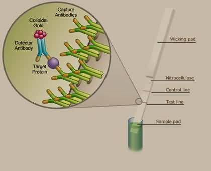 Lateral flow immunoassay