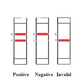 Lateral flow immunoassay for detection of GM crops