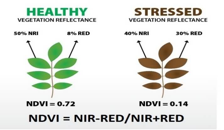 NDVI sensor 