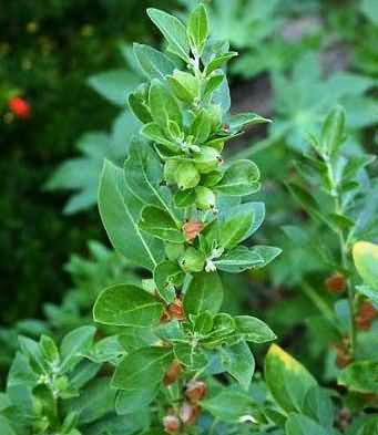 Plant of Ashwagandha