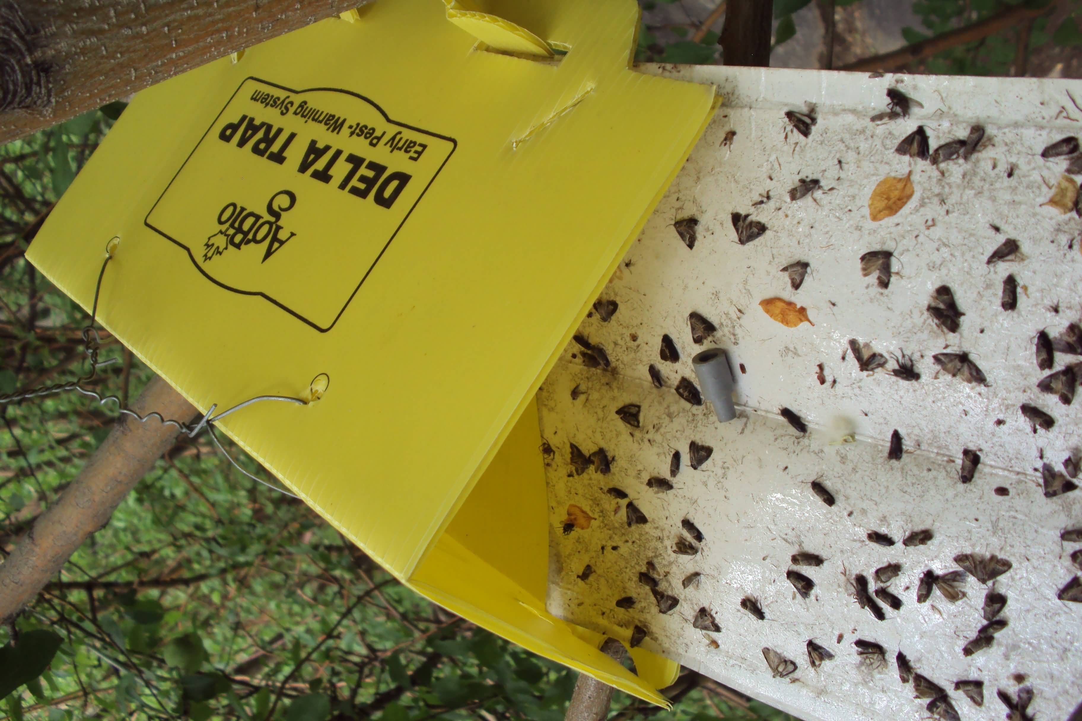 Codling moth trapped in mass trap