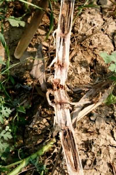 Pinkish discoloration in infected stem