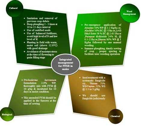 Integrated management schedule for PFSR in Maize