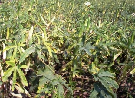 Seed Production Technology of Okra (Bhindi) crop - Krishisewa