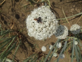 Seed production of Onion