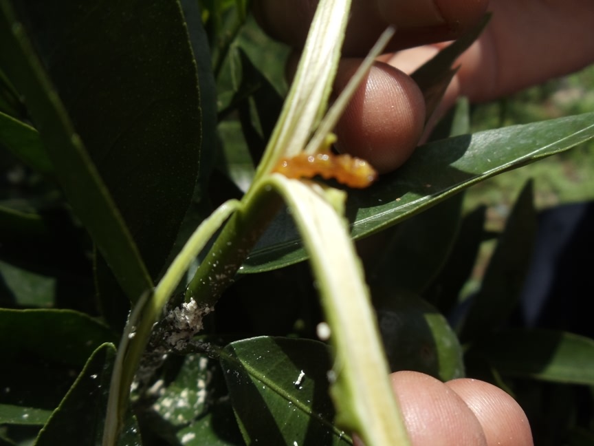 Citrus Shoot Borer Insect