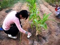 2. Scrapping of salt affected field under drip irrigation