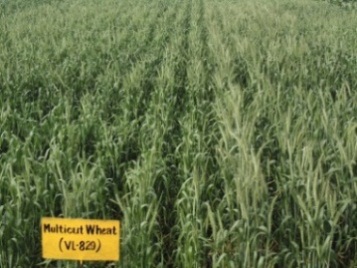 Wheat variety VL 829