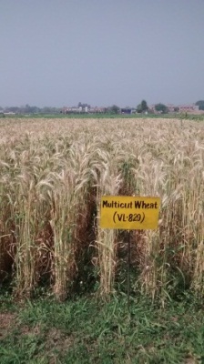 Multicut Wheat variety VL 829
