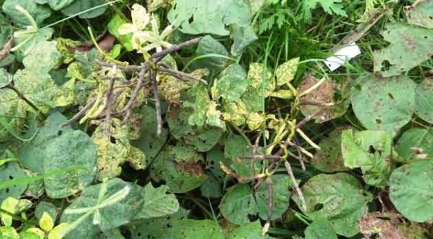 Mungbean leaves showing symptoms of Yellow Mosaic Disease