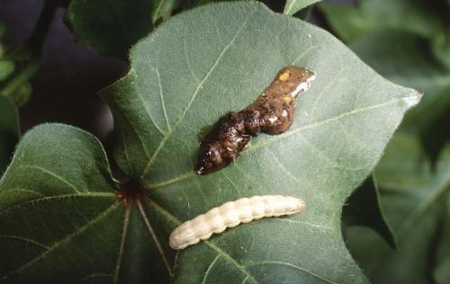 ग्रेनुलोसिस वायरस से ग्रसित सुंडी 