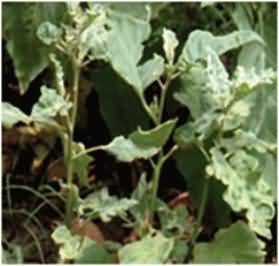 Mosaic of Brinjal crop