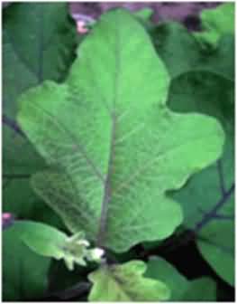 Mosaic of Brinjal