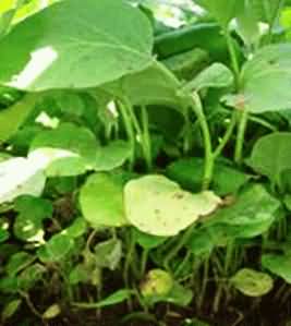 Normal seedlings of brinjal