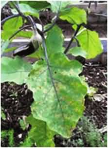 Leaf Spots in Brinjal