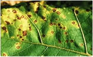 Leaf Spots