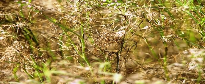 cumin - झुलसा रोग अल्टरनेरिया ब्लाइट