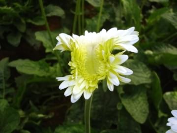 Bull head bud of Gerbera