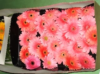  Corrugated boxes packaging of Gerbera