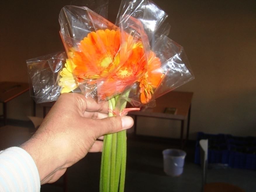 Gerbera flowers covered with polythene sleeves
