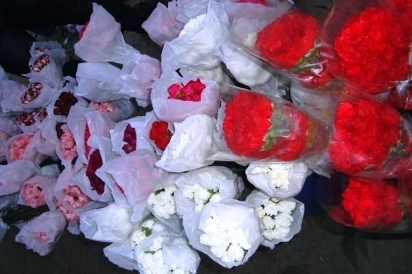 Packaging of Carnation