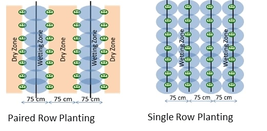 युग्म पंक्ति व एकल पंक्ति रोपण ज्‍यामि‍ति‍