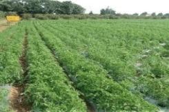 Drip irrigated Tomato crop 