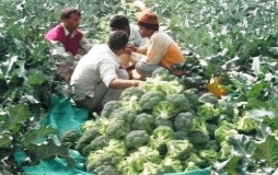 ब्रोकोली जल्दी तैयार होनेवाली फसल है