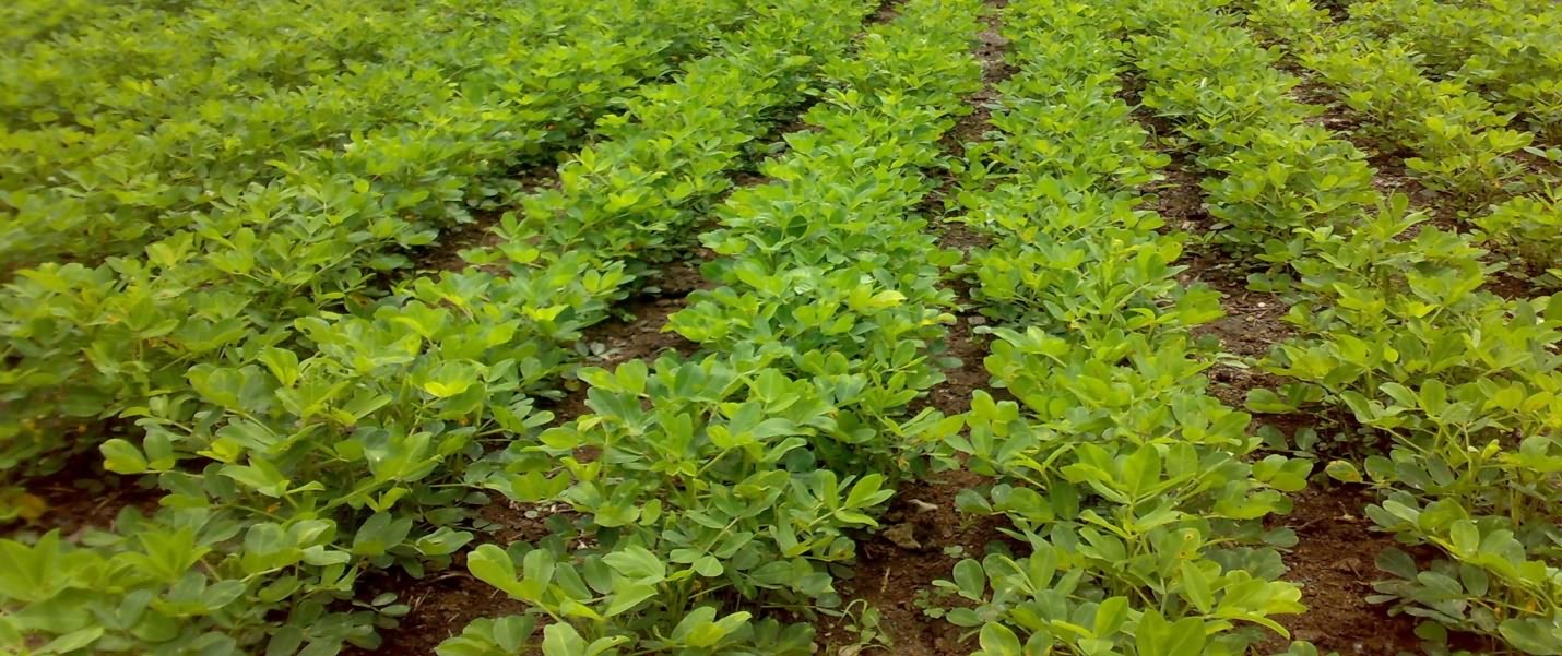 groundnut crop field