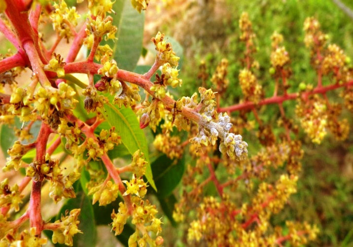 Mango Powdery mildew 