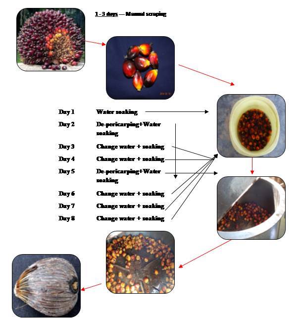 Extraction of oil palm seed