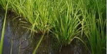 Rice soils