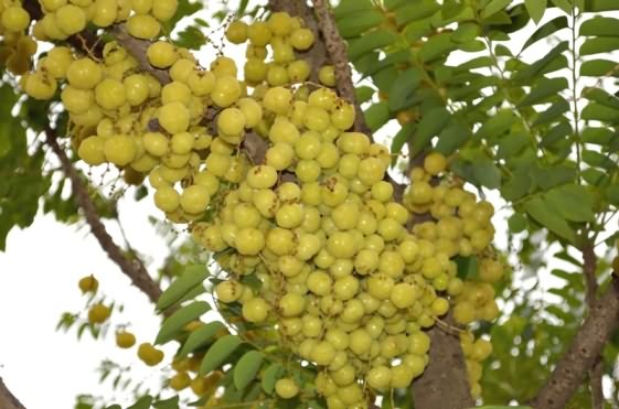 Fruits bearing plant of star gooseberry