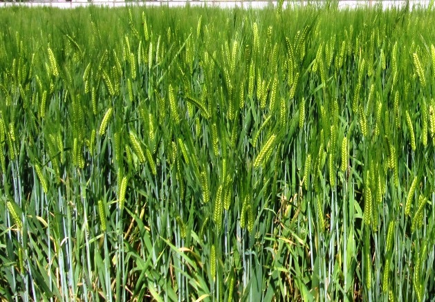 DWRB123: Two row malt barley variety