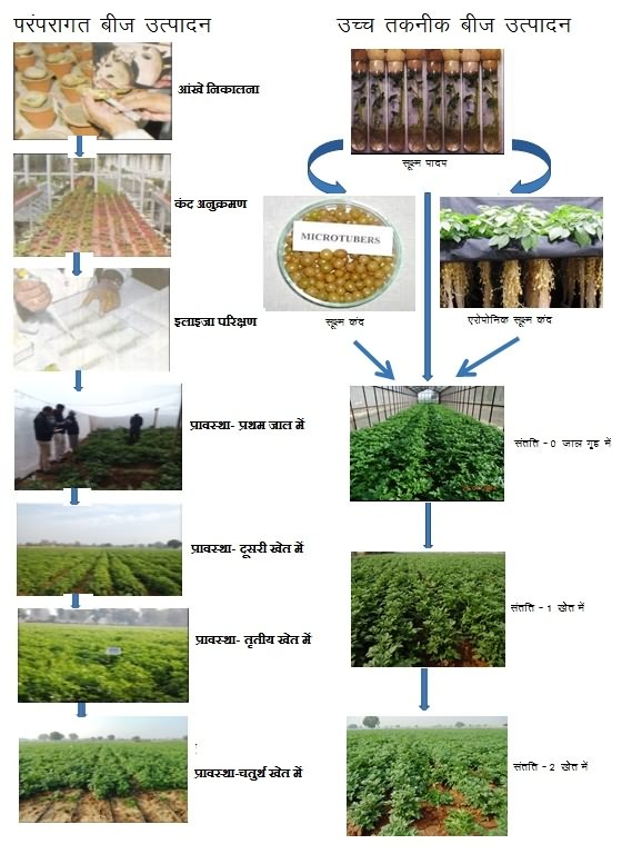 flow chart of traditional method and improved method of potato seed production 
