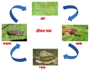 टमाटर का वि‍नाशकारी कीट : टुटा एबसोलिऊटा 