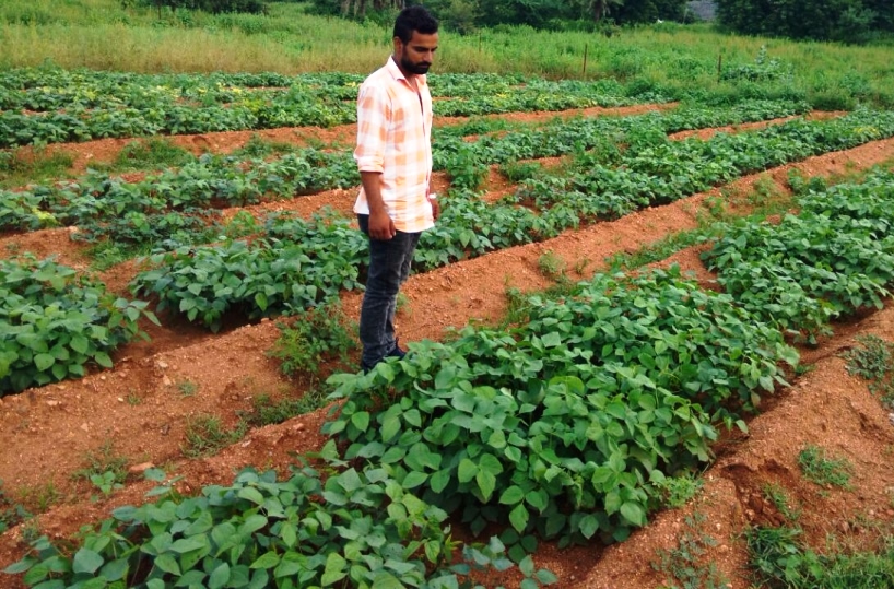 Blackgram crop in field